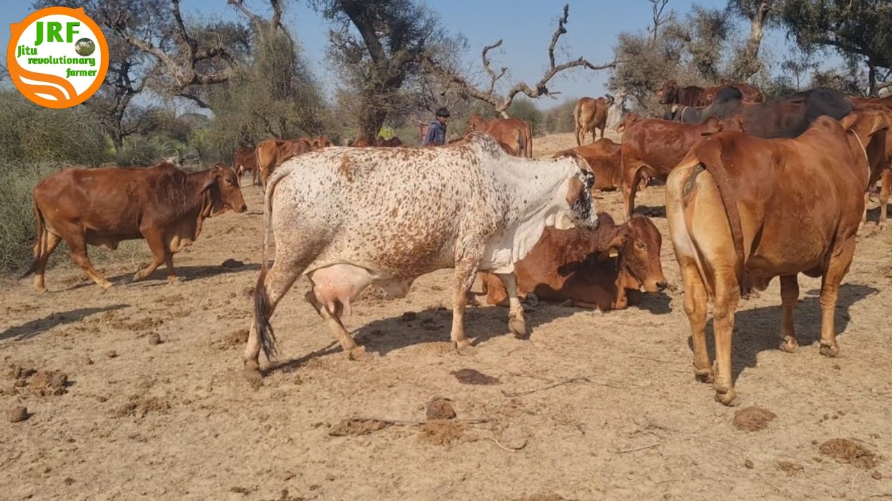 👍#Monu #Sahiwal Farm मे अब sahiwal गायों मे एक राठी गाय भी आ गयी है 👍Elite #Rathi Breed. 👍