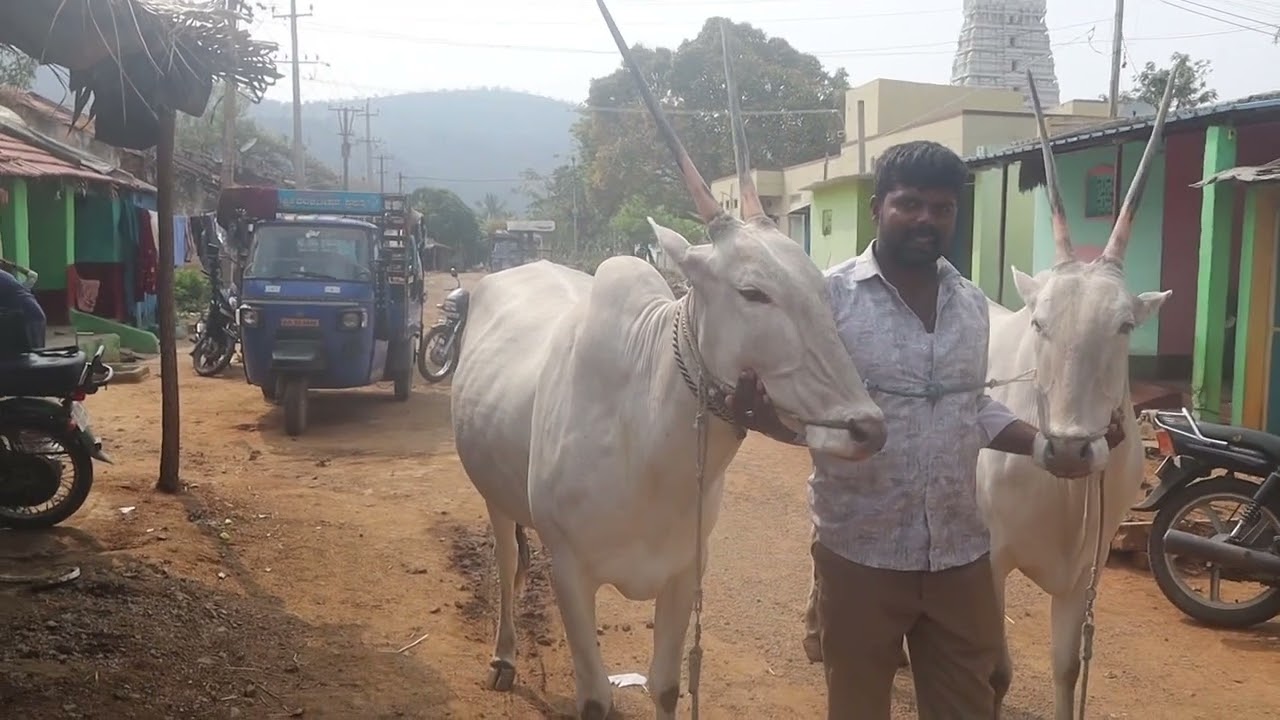 Marvelous Hallikar Cow pair of Farmer Srinivas, Shivanasamudra, (Barachukki falls)Kollegalla Tq,