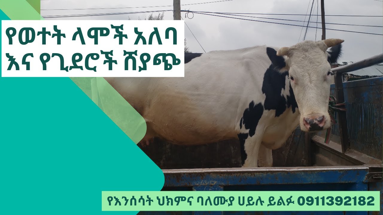 የወተት ላሞች አለባ እና የጊደሮች ሸያጭ