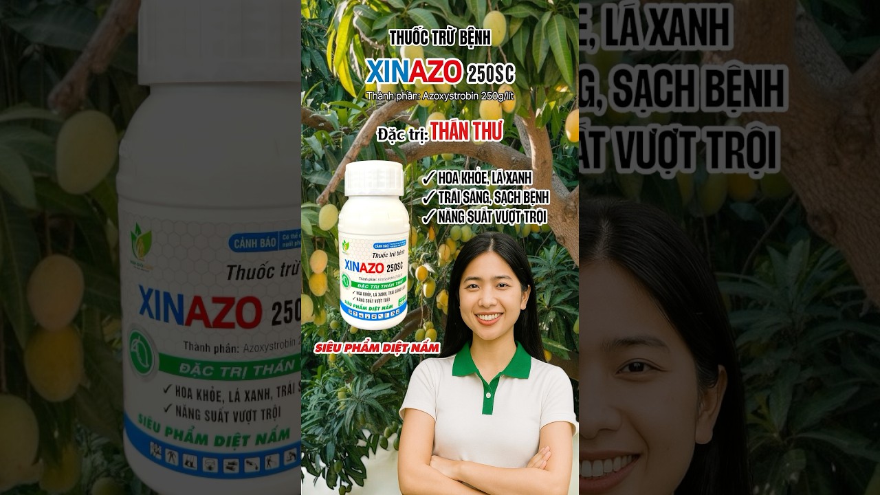 XinAzo 250SC - Giải ph&aacute;p ph&ograve;ng trừ th&aacute;n thư trong thời tiết mưa b&atilde;o. #XinAzo250SC #minhkhoiagro