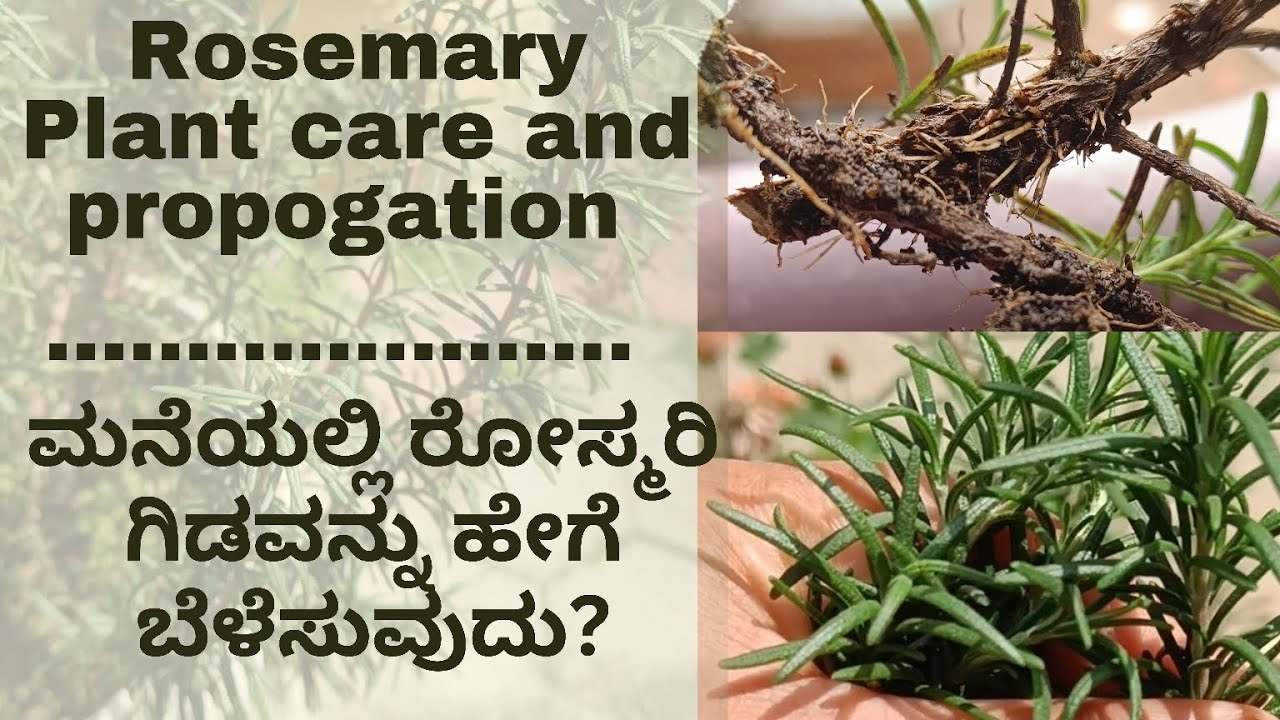 How to Grow Rosemary at Home| Plant Propogation & Care| ಮನೆಯಲ್ಲಿ ರೋಸ್ಮರಿ ಗಿಡವನ್ನು ಹೇಗೆ ಬೆಳೆಸುವುದು?