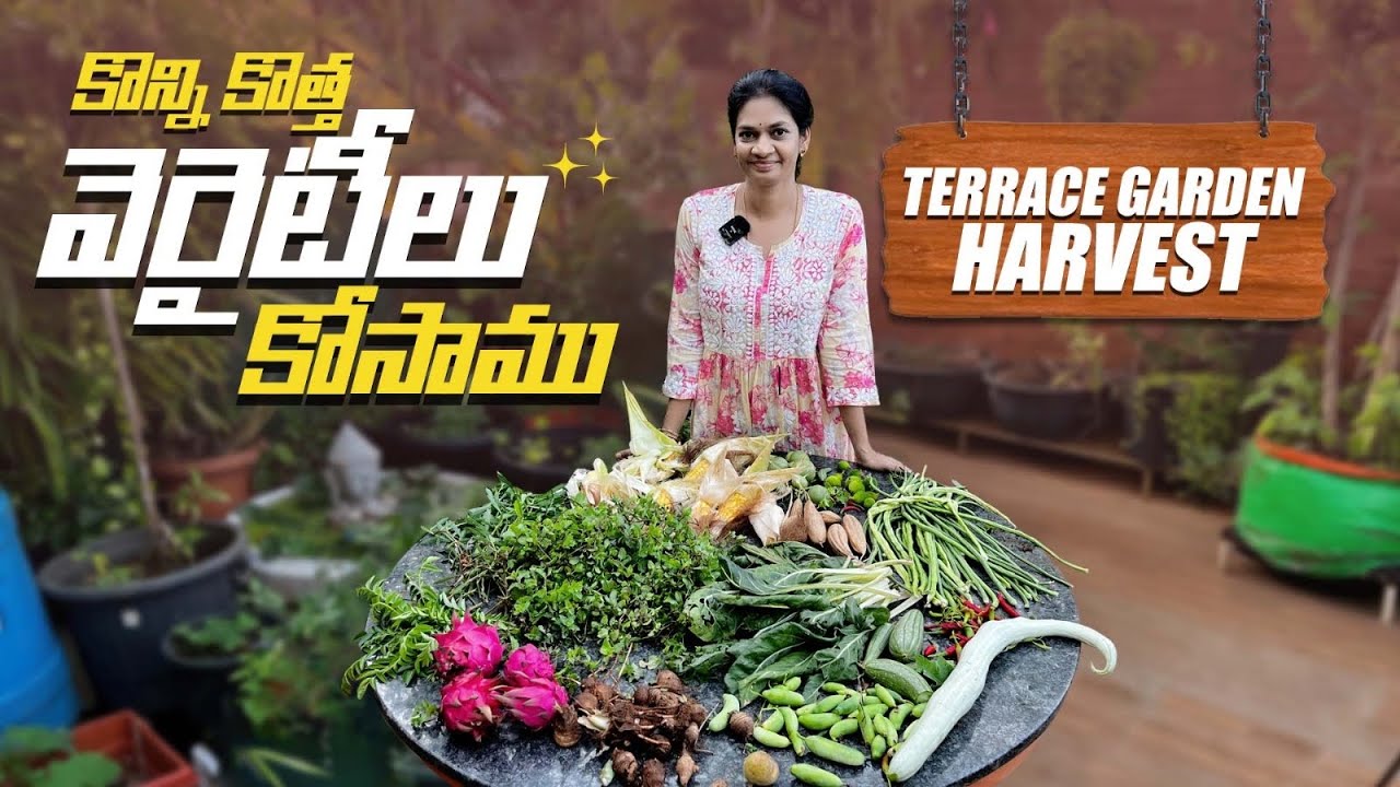 Terrace Garden Harvest/ మిద్దె పంటలో sticky corn ఇవాళ  ప్రత్యేకం ​⁠​⁠ @MADGARDENER
