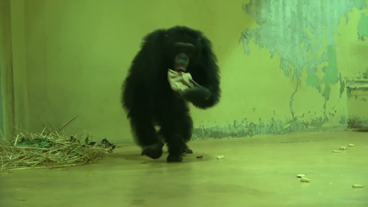 20230607 1531 京都市動物園 チンパンジー ニイニ