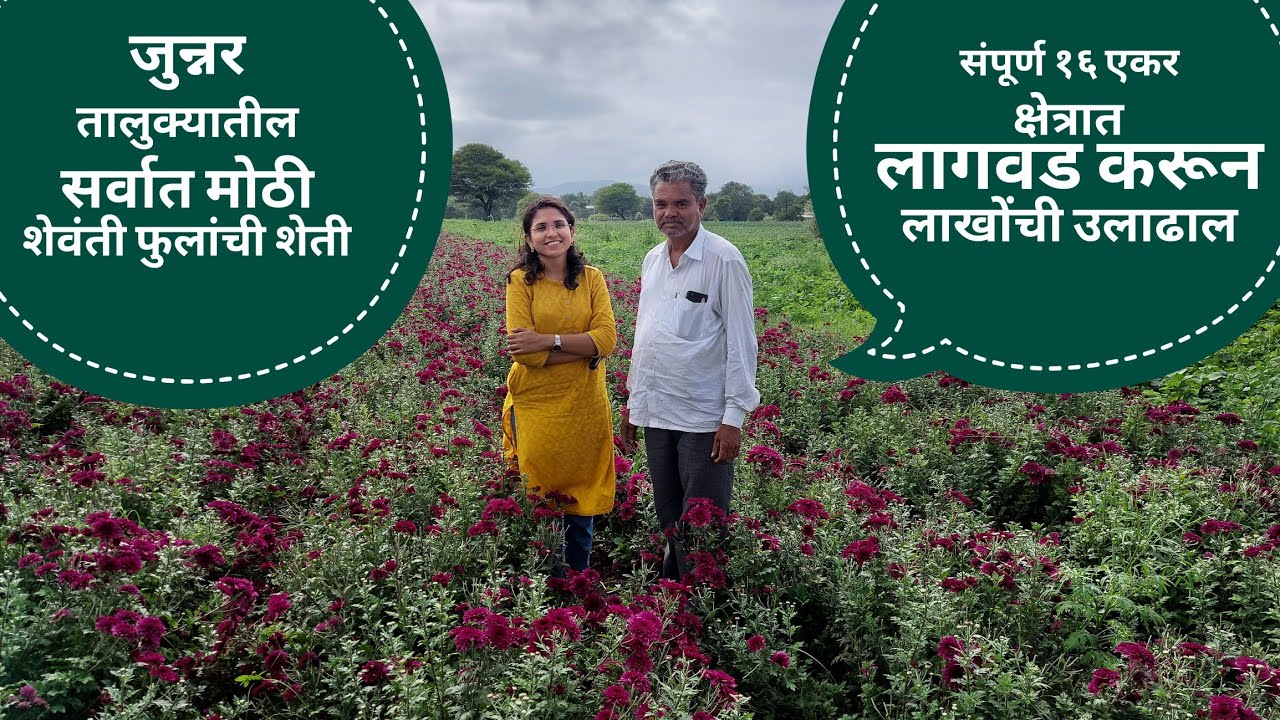 Chrysanthemum Farming | शेवंती शेतीचा यशस्वी प्रवास | Success Story | Dhondkar Wadi | Junnar | Pune