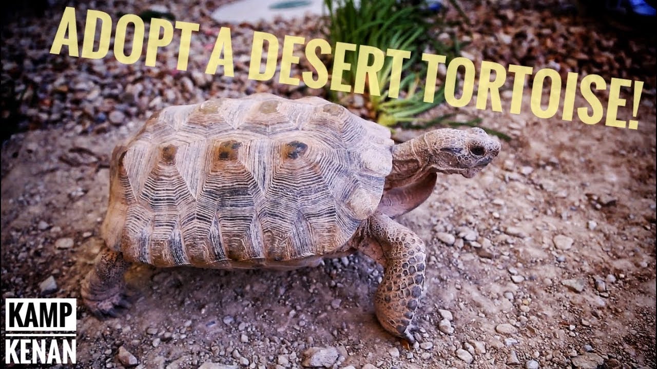 DESERT TORTOISE Adoption Info!