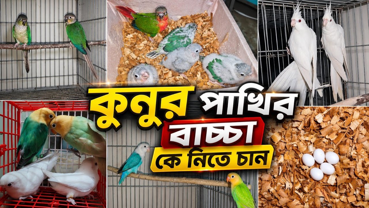 কুনুর পাখির বাচ্চা | কোকটেল পাখি বিক্রি | লাভবার্ড বাচ্চা