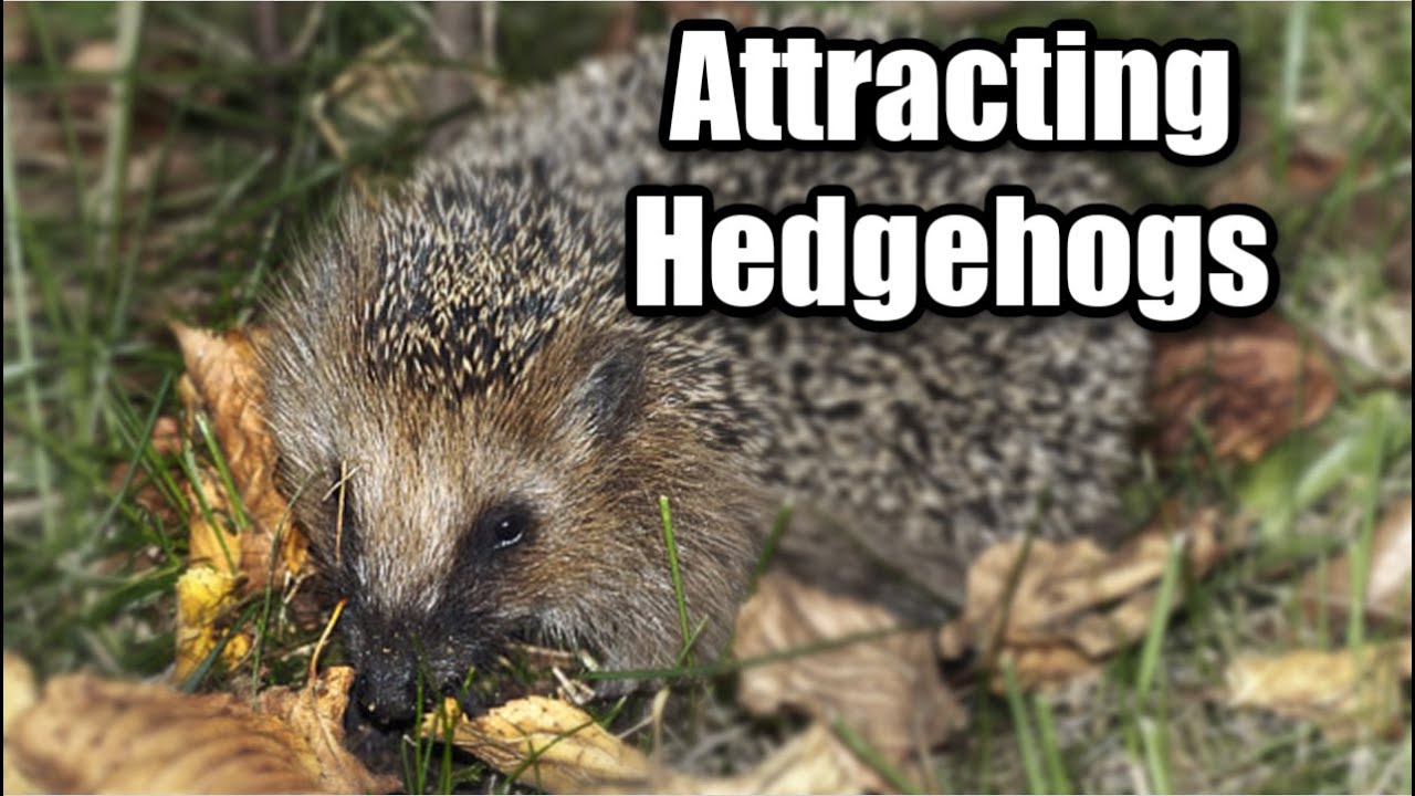 Wild Hedgehogs Now Live in My Garden - Here's How