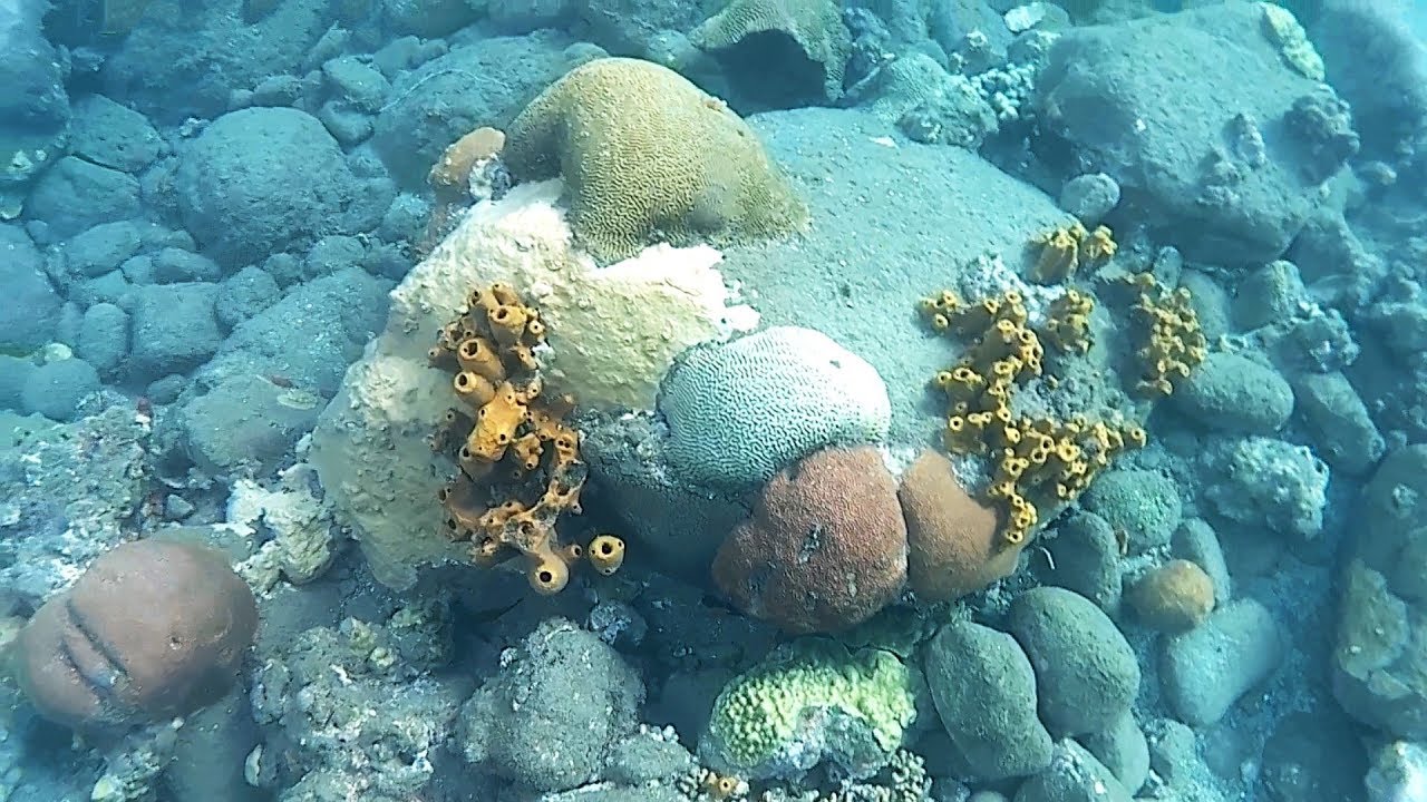 Подводное плавание с маской - Petite Malendure Beach - Буйанте - Гваделупа