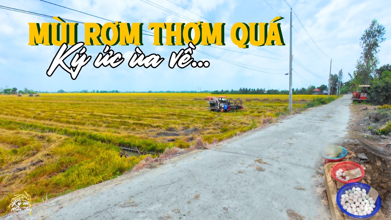 Ký ức miền Tây: Mùa lúa chín ở xã Cờ Đỏ thơm mùi rơm mới, nhớ tuổi thơ ùa về