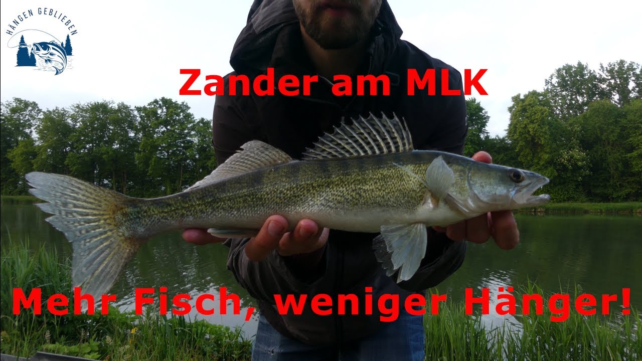 Schnell und einfach Zander am Mittellandkanal fangen!