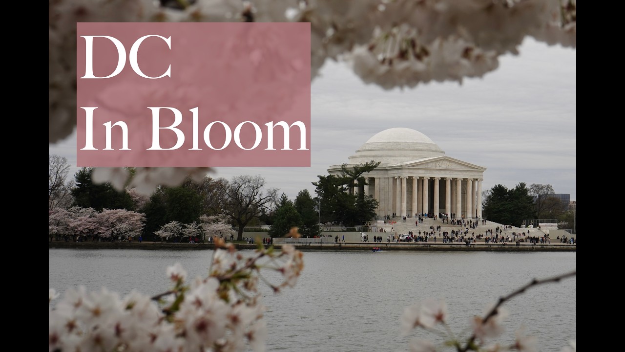 Washington DC Cherry Blossoms Peak Bloom Guide 🌸 #WashingtonDC #CherryBlossoms #TravelUSA