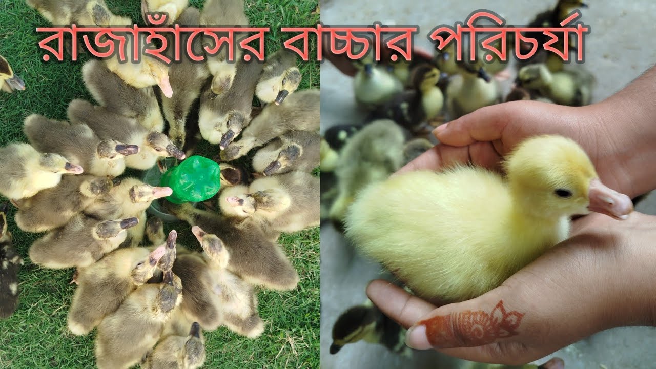 রাজাহাঁসের বাচ্চার কি খাবার ওষুধ এবং পরিচর্যা করতে হবে 