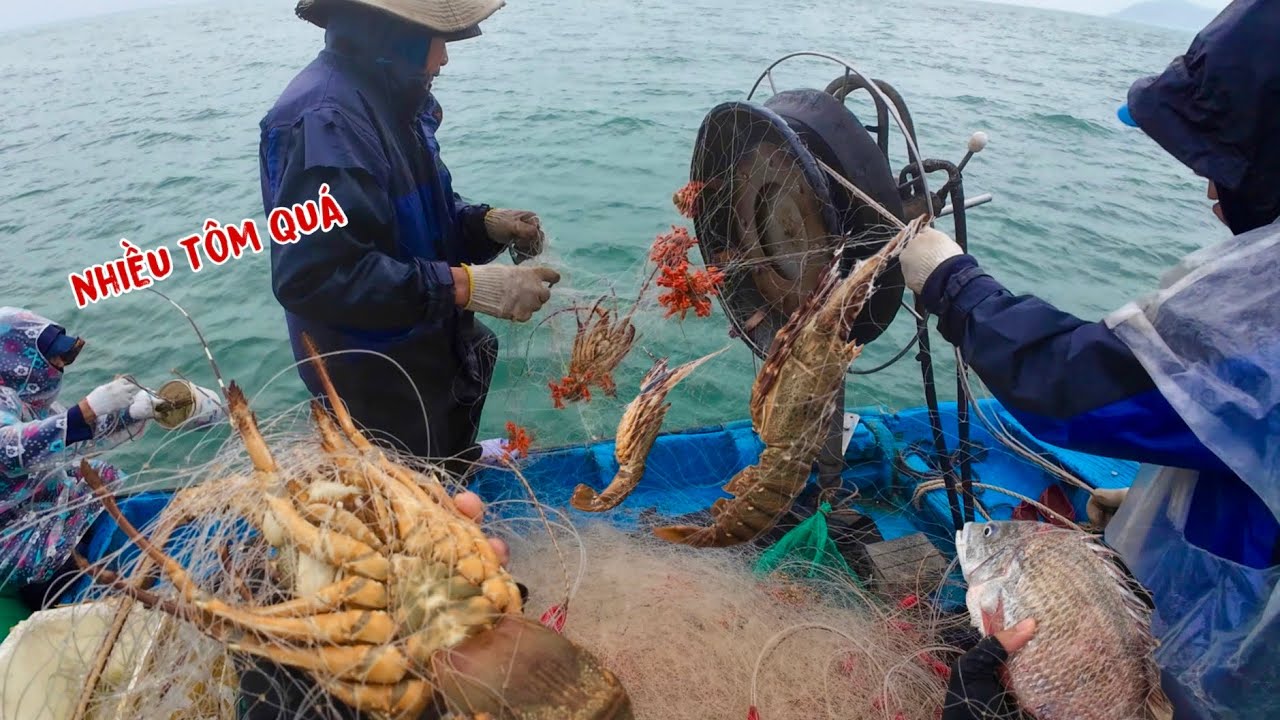 nghề lưới đánh bắt tôm hùm đem lại thu nhập cao cho ngư dân xứ đảo Cù Lao Chàm - Quảng Nam