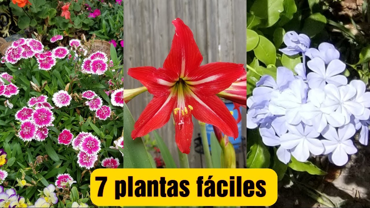 7 PLANTAS para el jardín de CUIDADOS FÁCILES