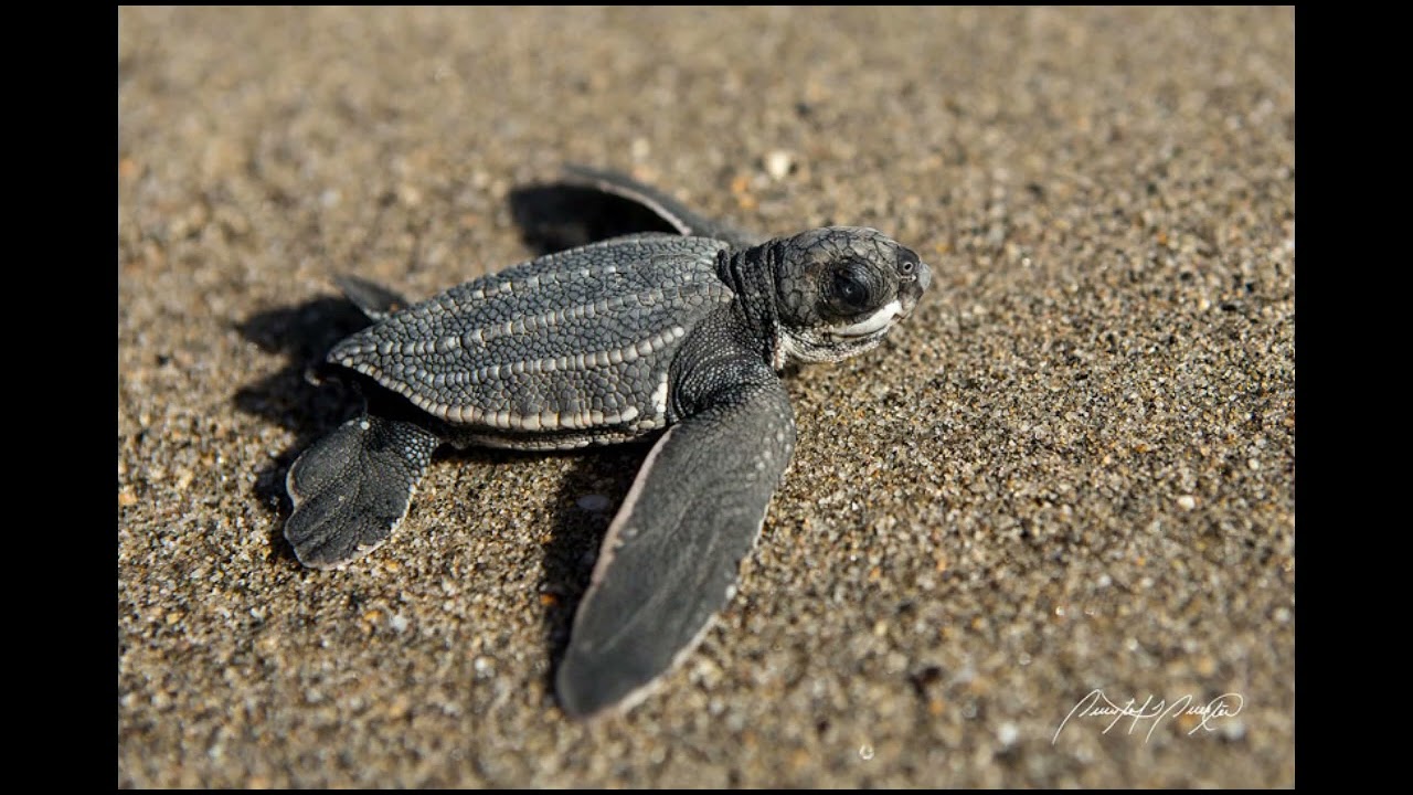 Tartaruga de couro (dermochelys coriacea)