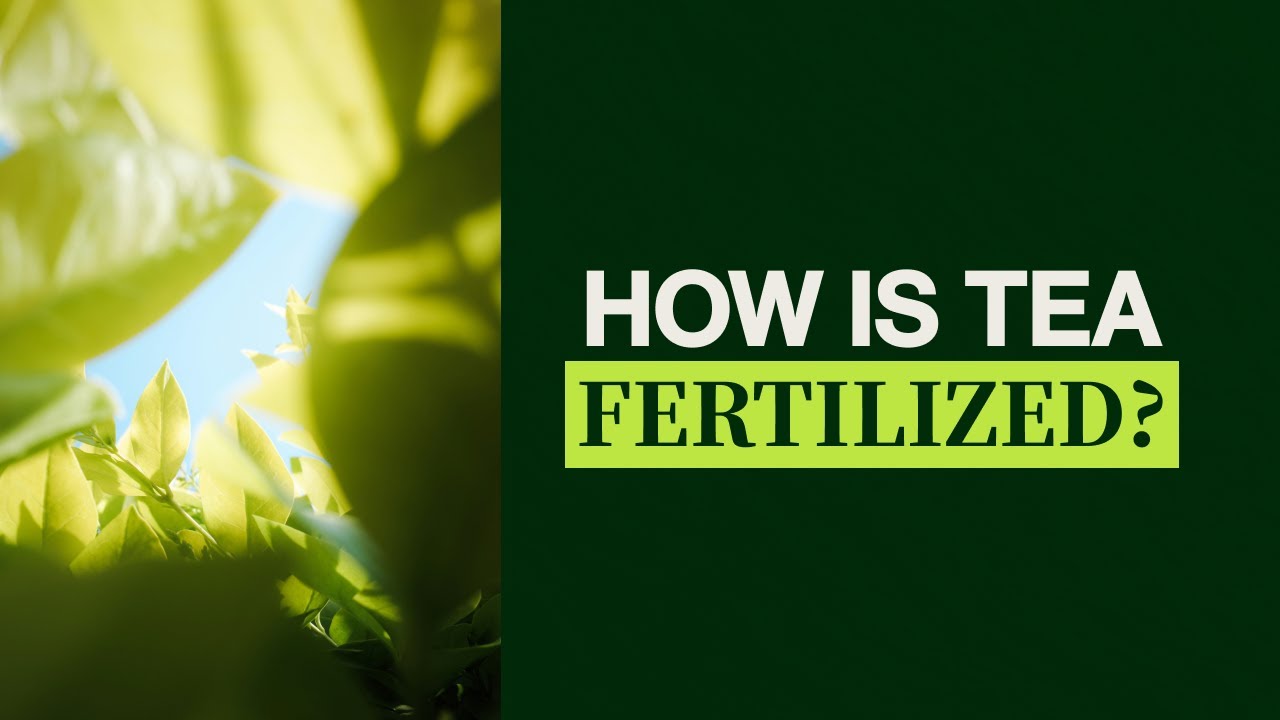 Everything You Need to Know About Organic Tea Fertilizer