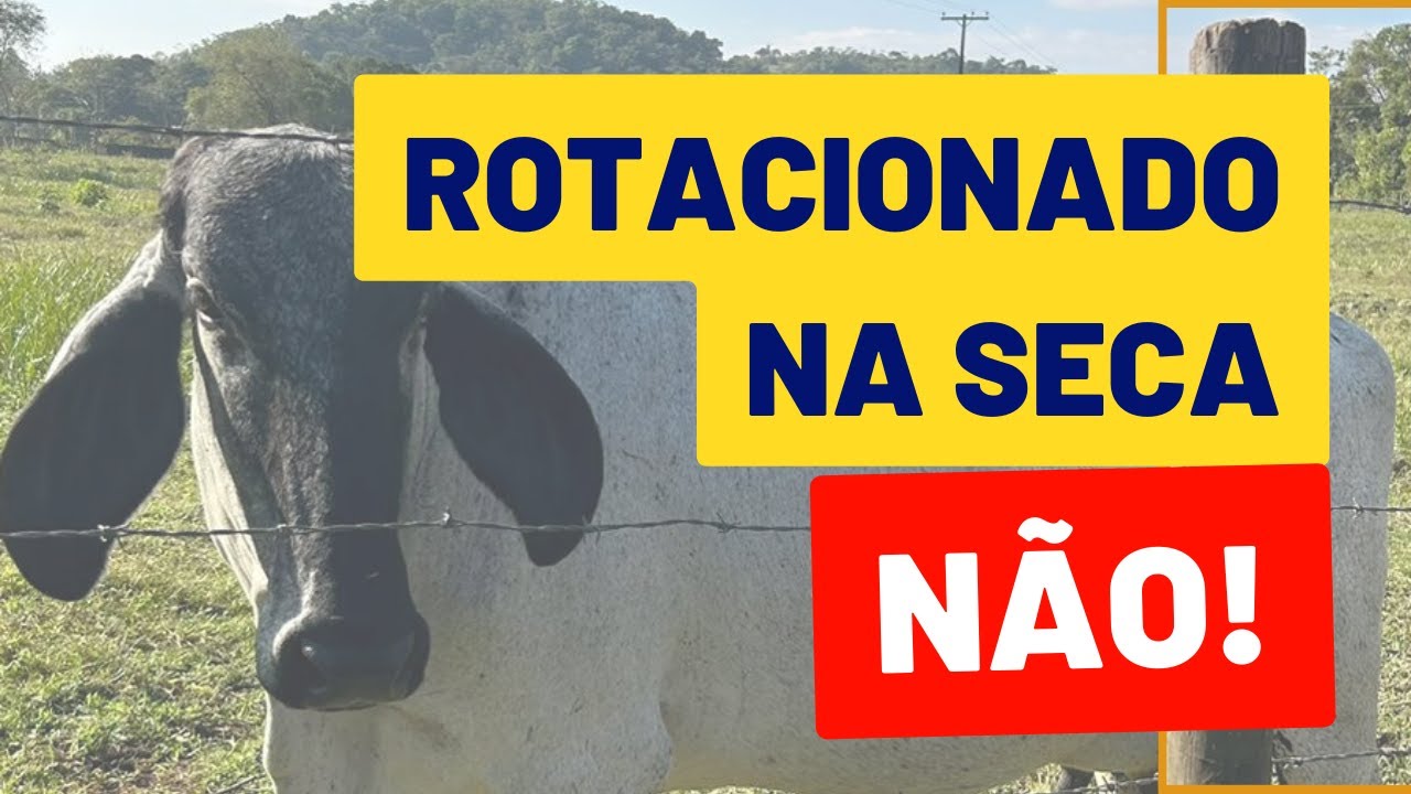 Vale a pena fazer PASTEJO ROTACIONADO no período da seca?