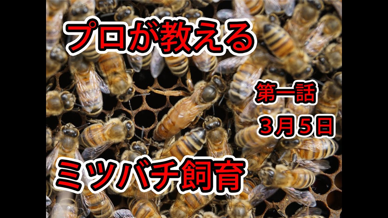 【ミツバチ飼ってみた】１話　蜜蜂設置と女王蜂チェック