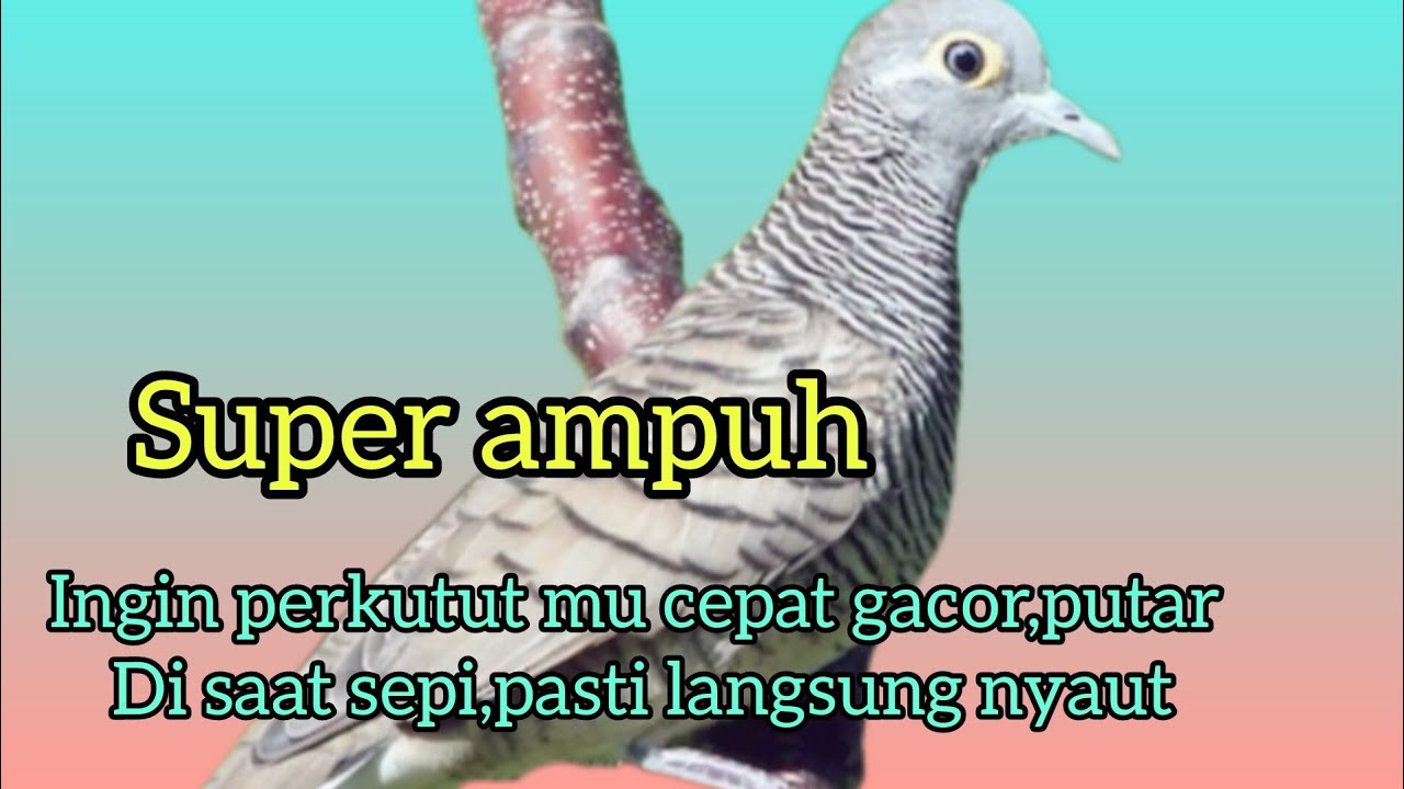  PERKUTUT SEKITAR LANGSUNG IKUTAN NYAUT HITUNGAN MENIT‼️CUKUP PUTAR SEBAGAI PANCINGAN 