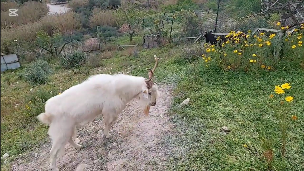 L.M      aprovechando pastos De Primavera 👍🌾😉🇪🇸🐐🎆🌳🌾