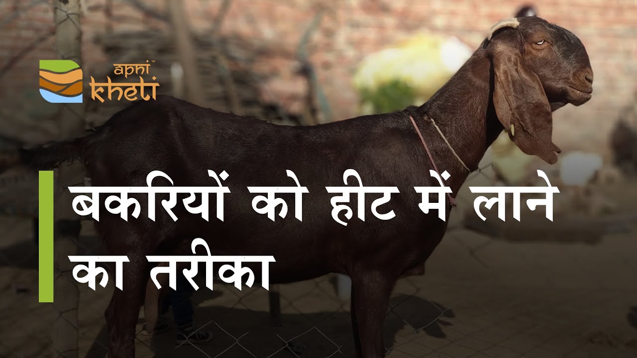 बकरी को हीट में लाने के लिए क्या करें  I Kisan Kheti Aur Vichar I Goat Farming I Bakri Palan