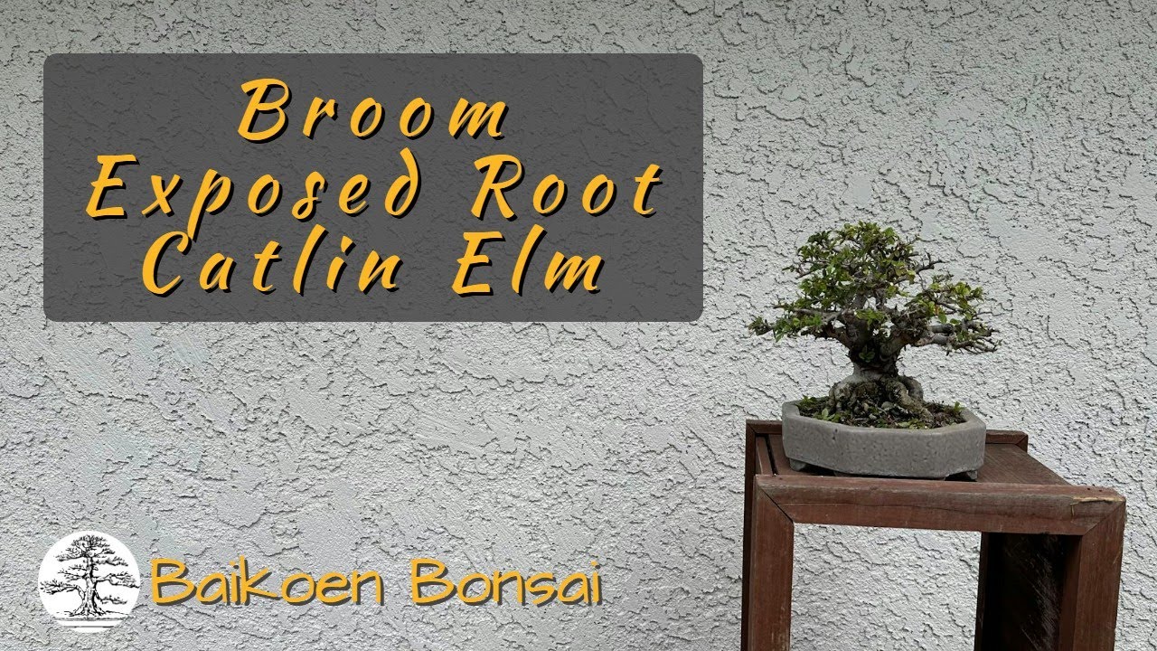 Catlin Elm - Exposed Root Hokidachi Shohin Summer 2025 -  Bonsai Techniques - Baikoen Bonsai Club