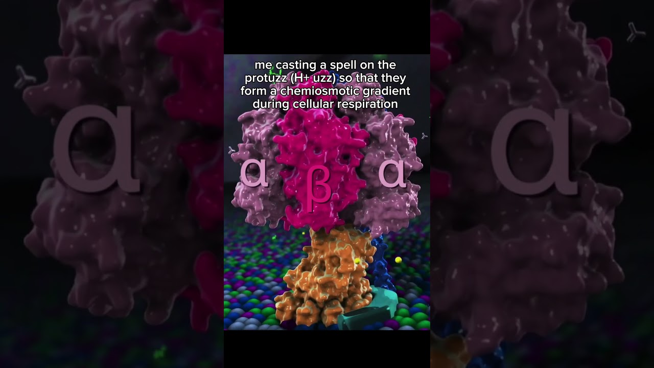 chemiosmosis and the electron transport chain