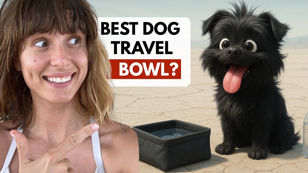 Collapsible Dog Bowl? Finally &mdash; One That Doesn&rsquo;t Suck (portable dog bowl by EZY DOG)