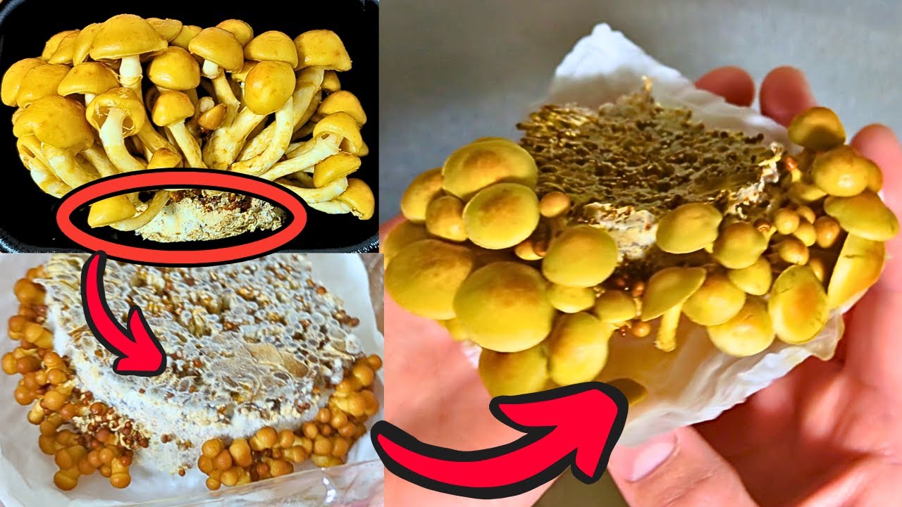 【再生栽培】キッチンでできる！ナメコの再生栽培