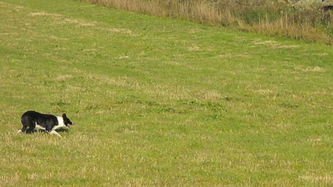 En l&ouml;jlig film om Kate och kossorna (HD)