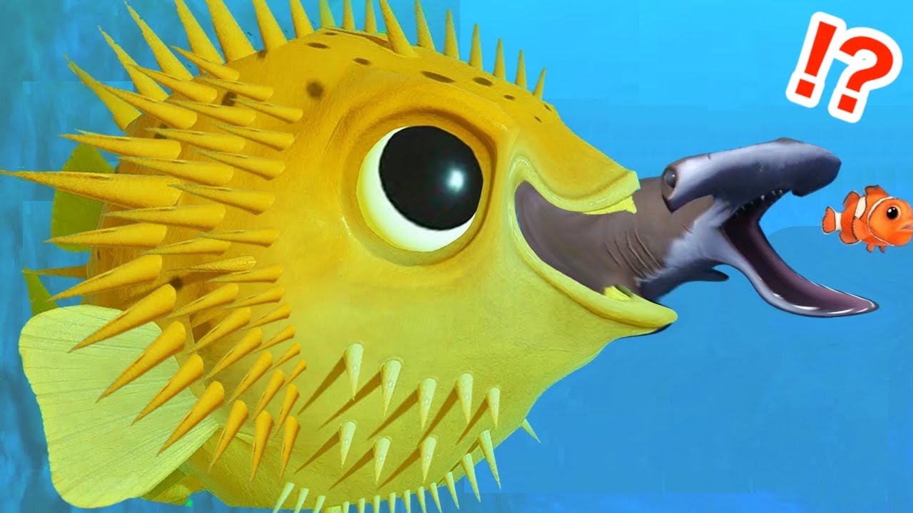 トゲの魚「ハリセンボン」を超巨大サイズまで育ててみた【 Feed and Grow Fish 】