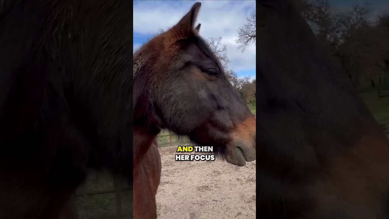 Understanding Horse Behavior: Freeze Mode and Twitching  #horse #horsebehavior  #horsetraining