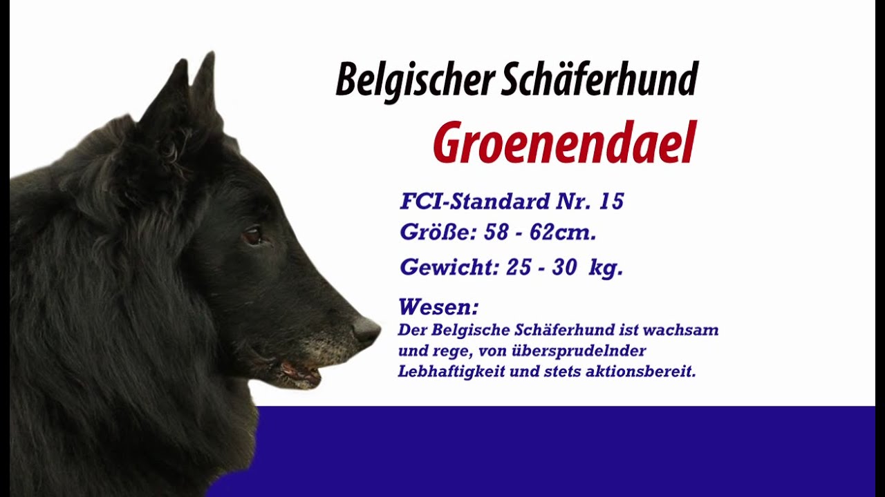 Meister PETz TV - Groenendael Belgischer Sch&auml;ferhund