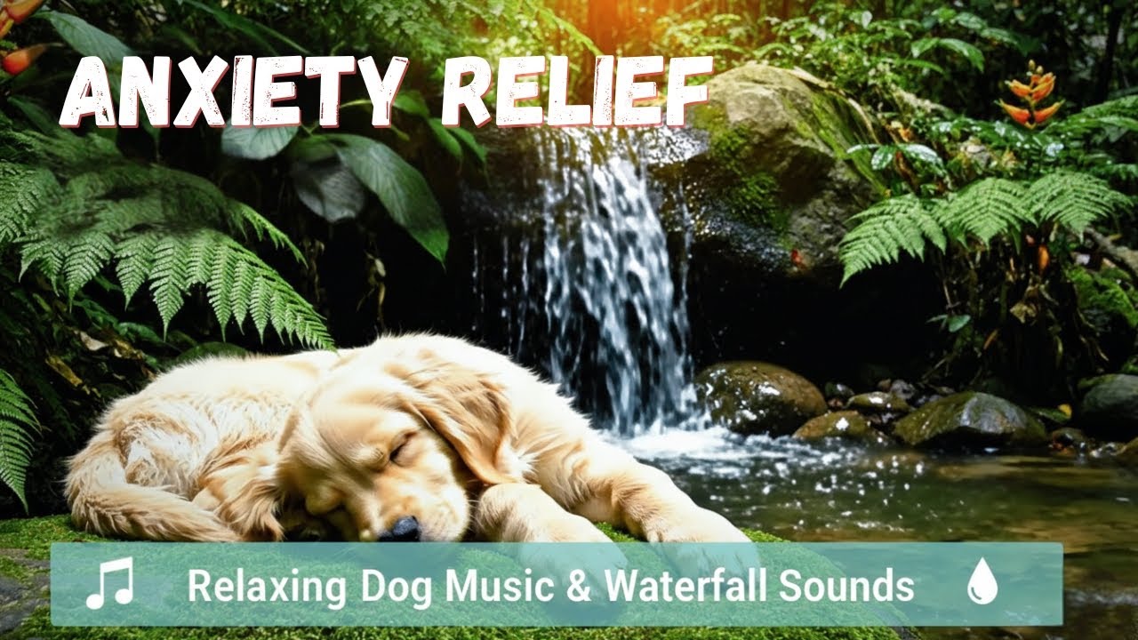 🐾 Relaxing Music for Deep Sleep & Anxiety Relief