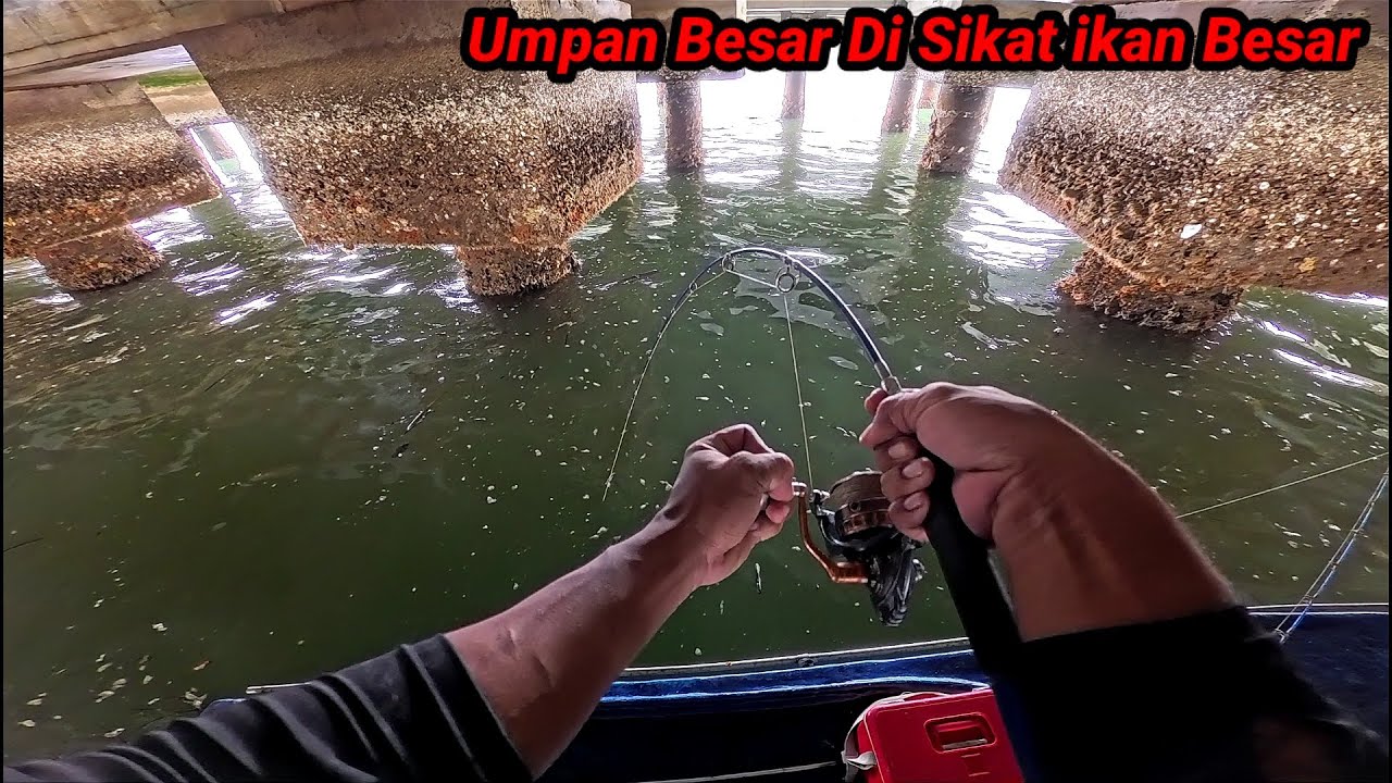 ini Baru Sangat Menegangkan, ikan Besar Melawan Tangan Sampai Gemetar