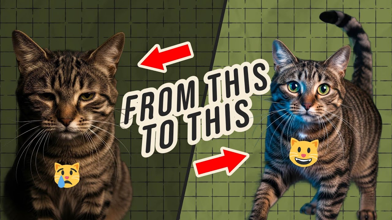 5 Supplements I'll Never Be Without as a Cat Parent