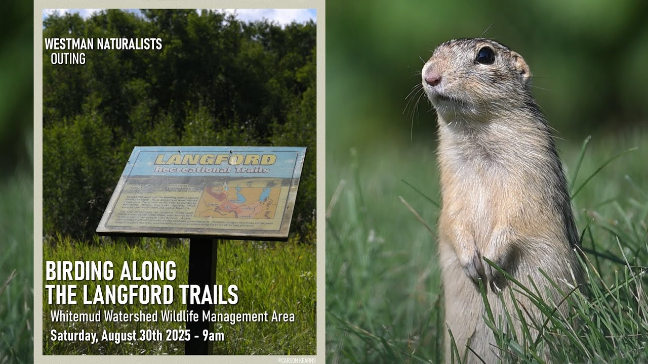 Westman Naturalists | Chipmunking Along The Langford Trails - 2025