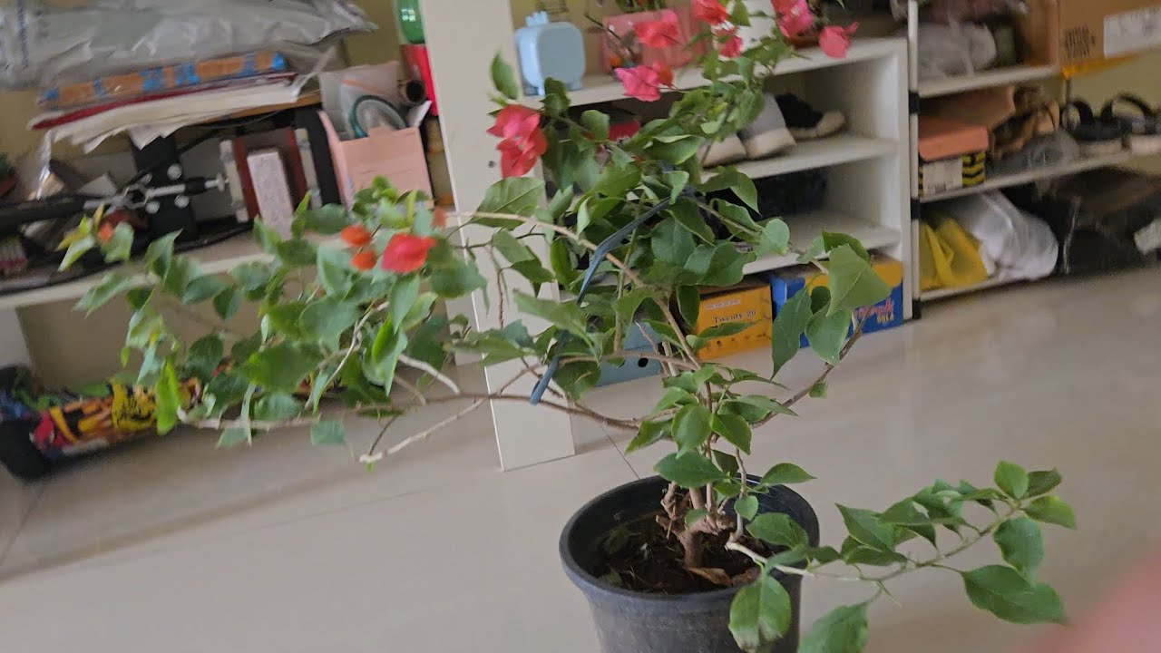 To bougainvillea flower plant le hi li 🥰 