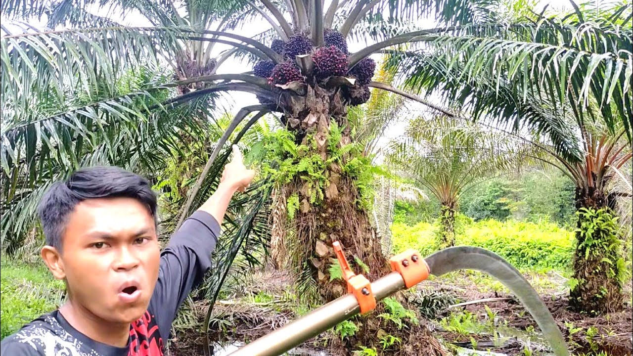 Rahasia Sawit Berbuah Lebat Bukan Karena Pupuk Tetapi ini Penyebabnya
