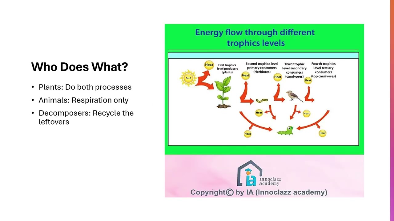 Photosynthesis vs Cellular Respiration | The Circle of Life Explained