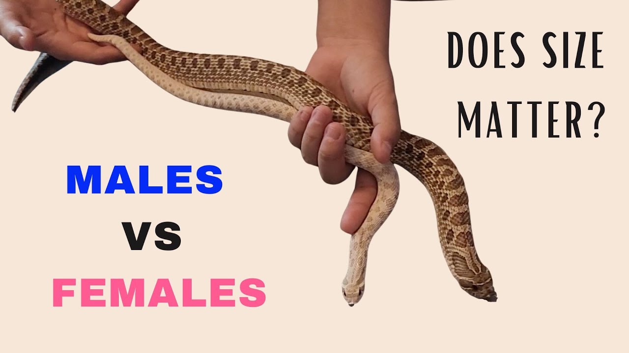 Male vs. Female Western Hognose Snakes: Size, Feeding, Enclosure & Temperament Differences Explained