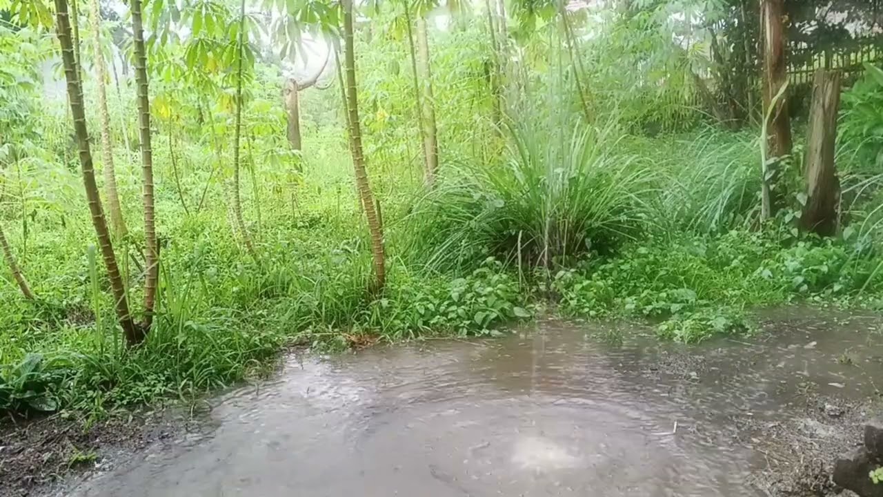 Relaxing Rain Sounds for Sleep | Deep Sleep & Stress Relief #rain #nature #videorelaxation #trending
