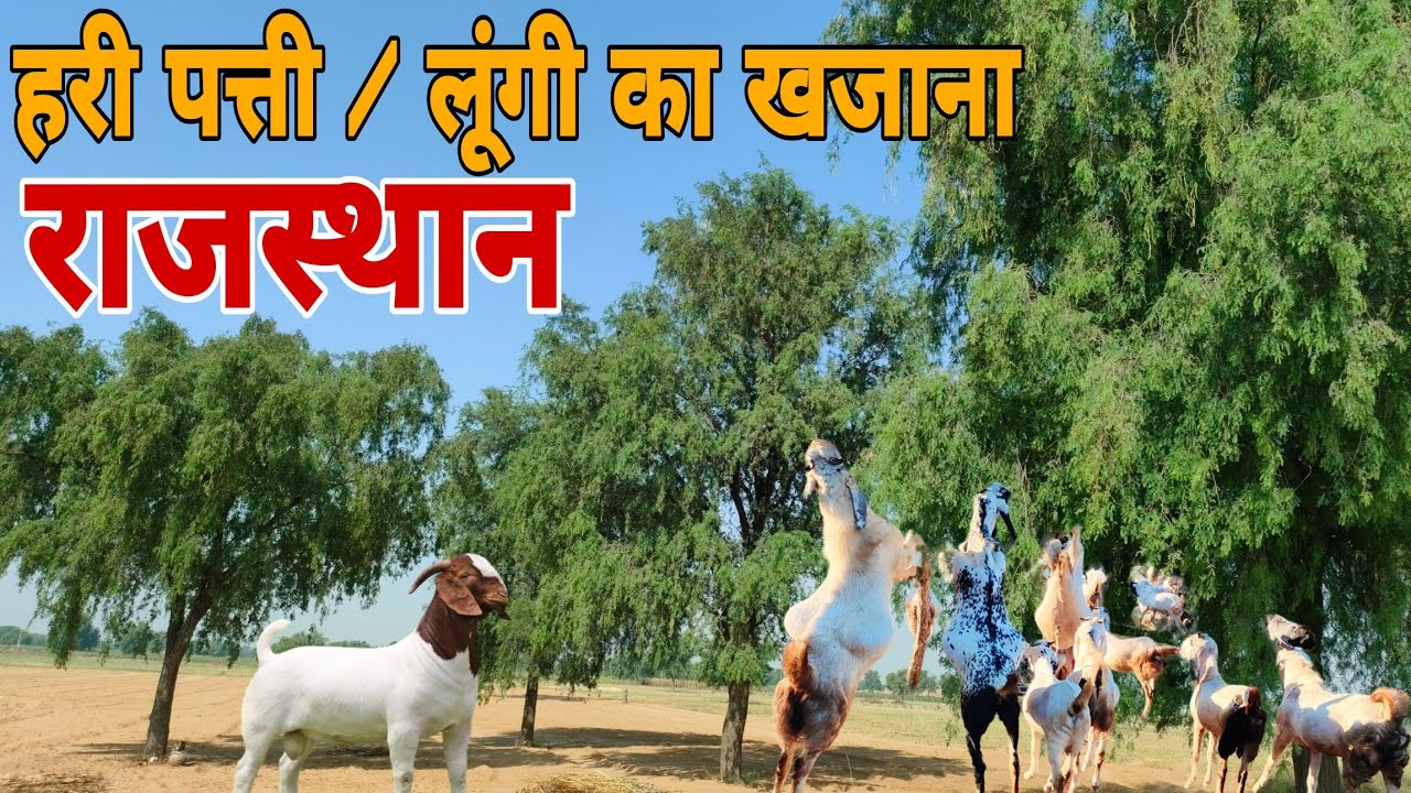 हरी पत्ती का खजाना 😍राजस्थान // बकरी का सबसे पसंदीदा चारा खेजड़ी // Goat Farming #goat #feed #fodder