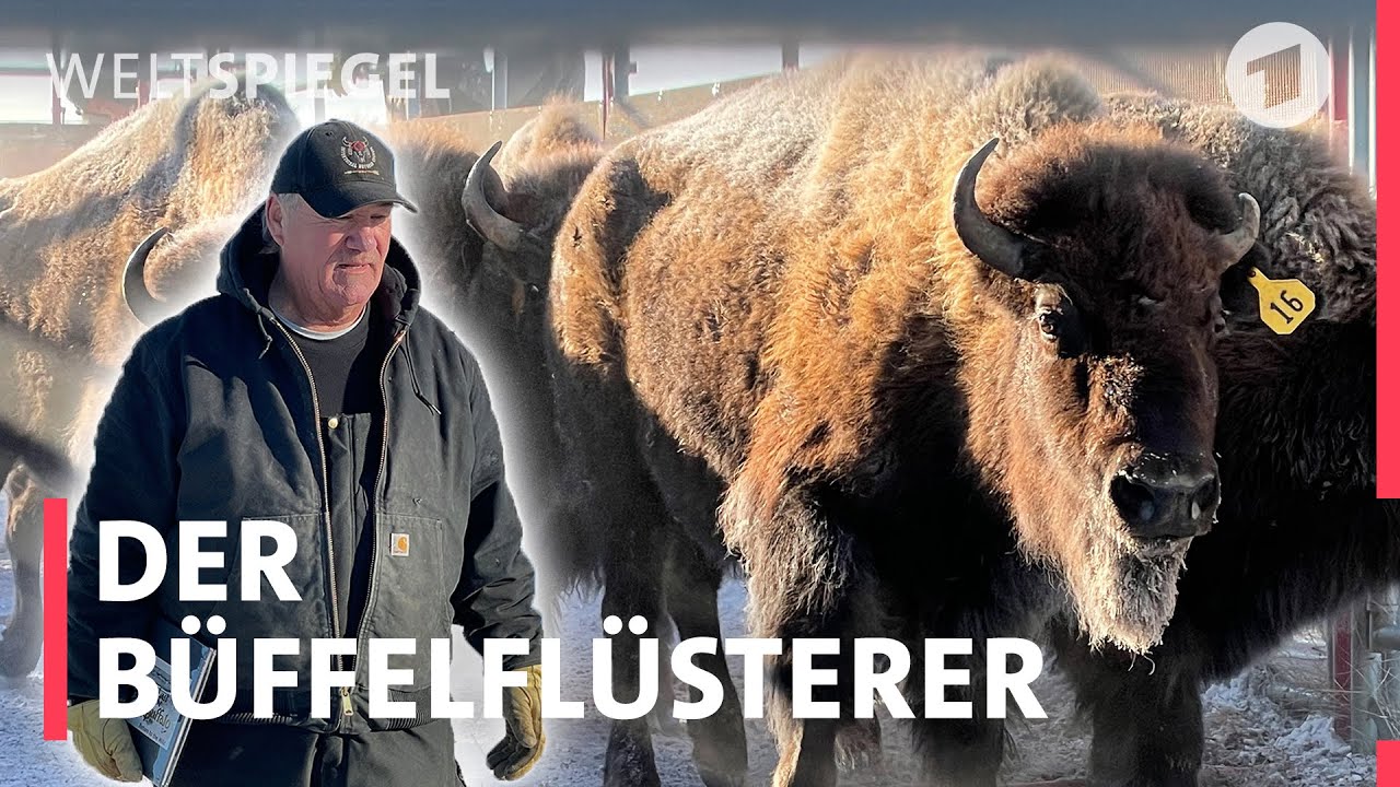 USA: Schaffen es die Bisons zurück zu den Indigenen?