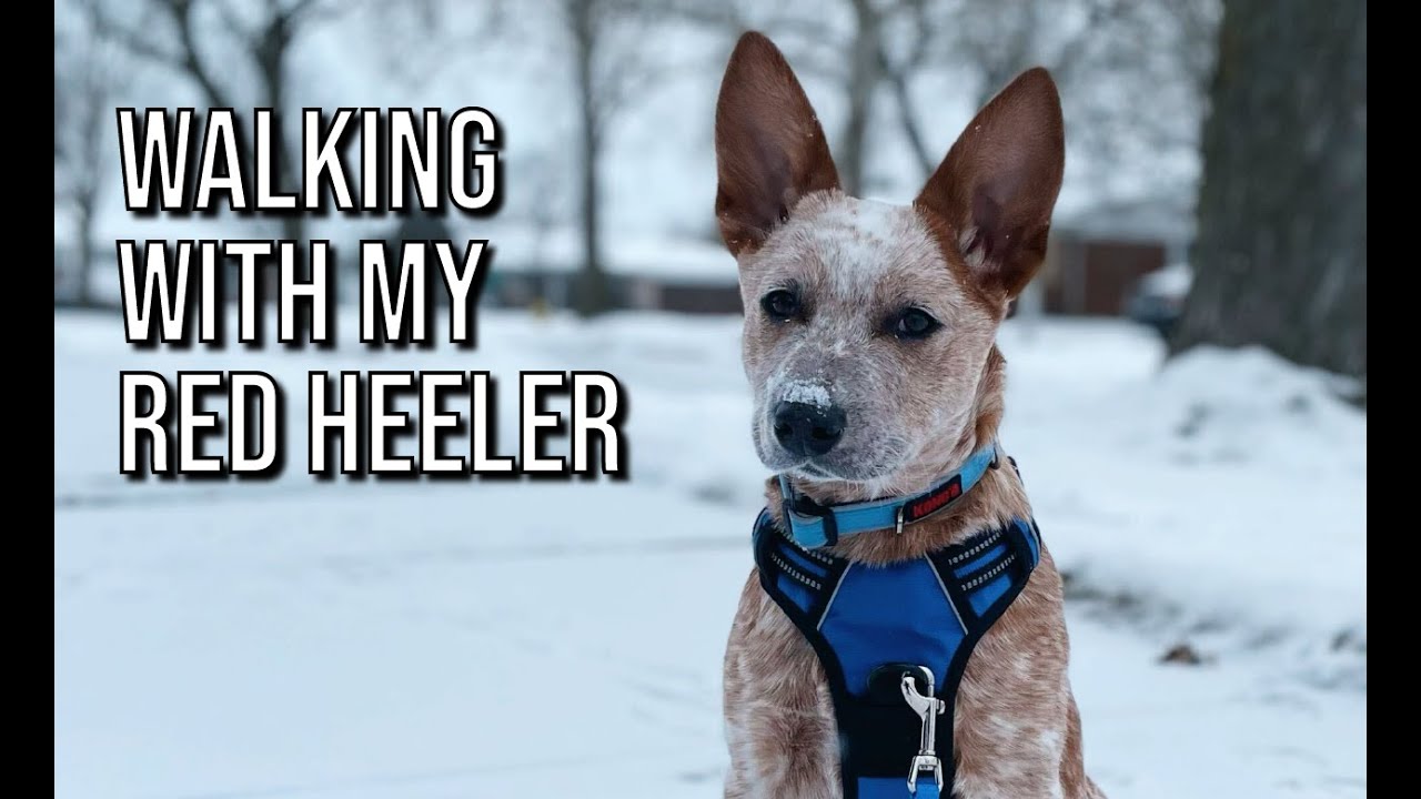 Winter Day Walk with my AUSTRALIAN CATTLE DOG! | Bindi