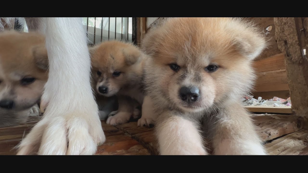 じいちゃんの秋田犬【大家族編】#24　様々な表情