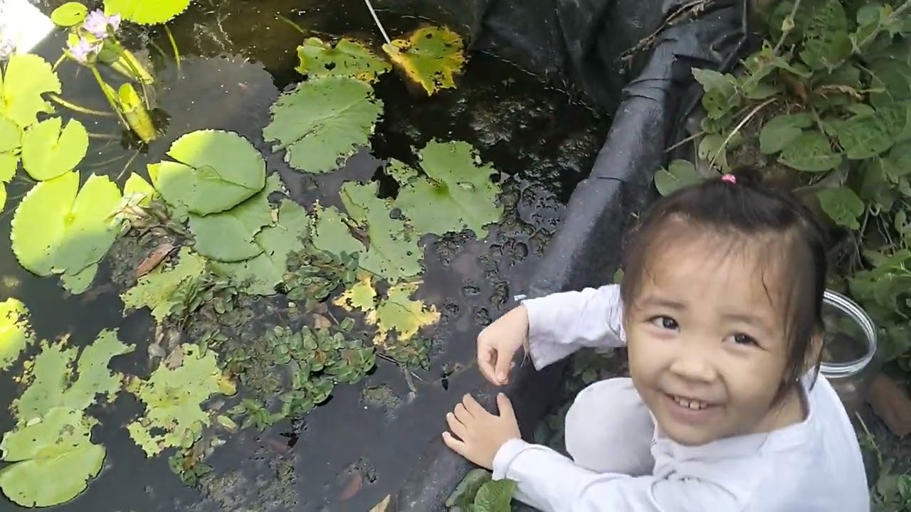 Thuỳ Dương cho những dòng cá bảy màu thủy sinh ăn cám 