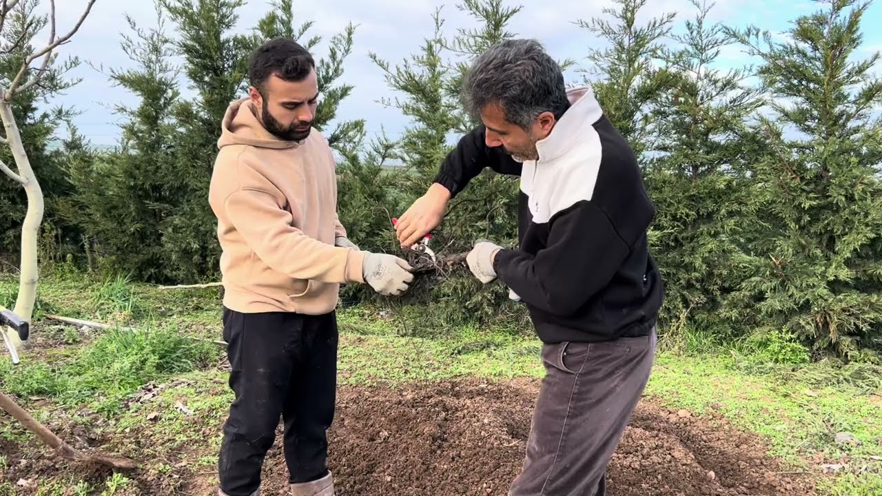 CEVİZ FİDANI NASIL DİKİLİR? DETAYLI VE UYGULAMALI ANLATIMI