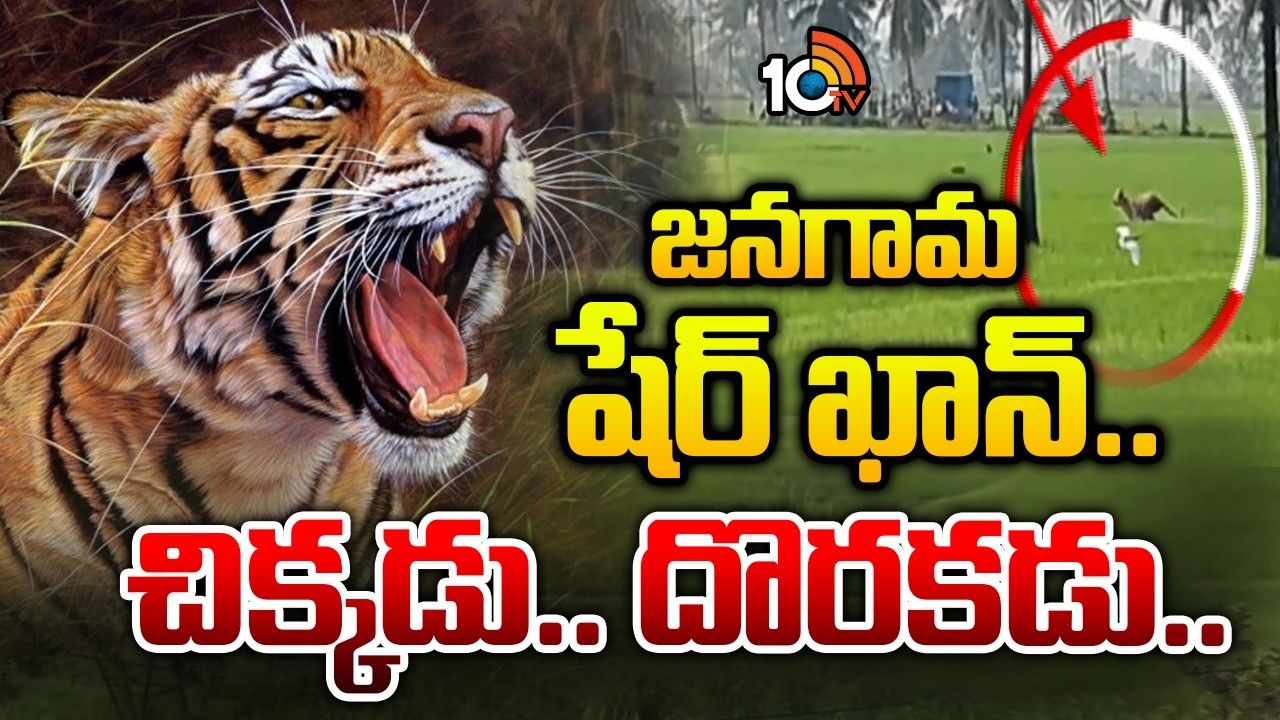 Tiger Spotted In Jangaon | జనగామ షేర్ ఖాన్.. చిక్కడు.. దొరకడు.. | 10TV News