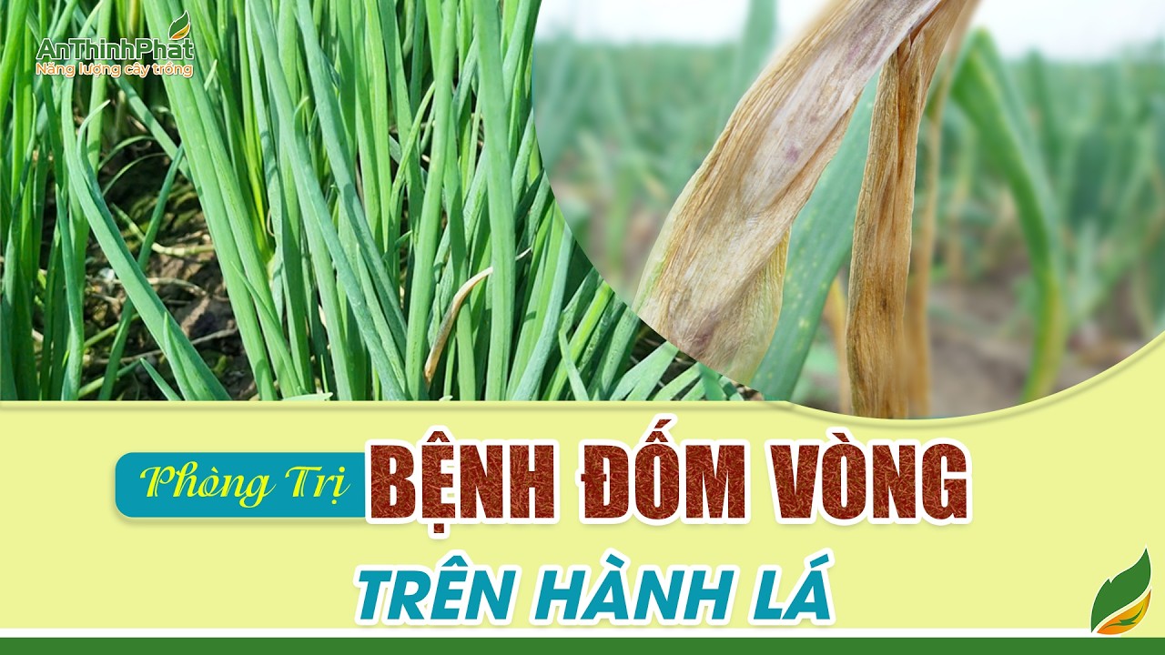 Phòng Trị Bệnh Đốm Vòng Trên Hành Lá | An Thịnh Phát